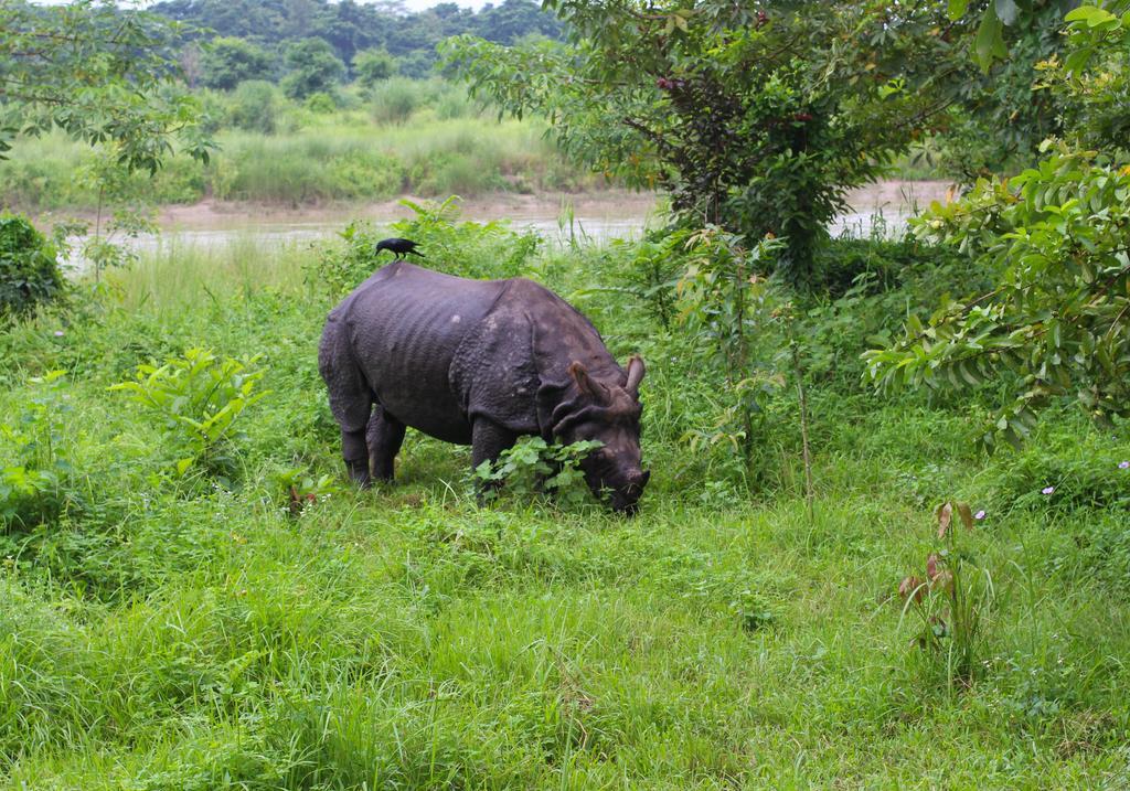 River View Jungle Camp Sauraha Exterior photo
