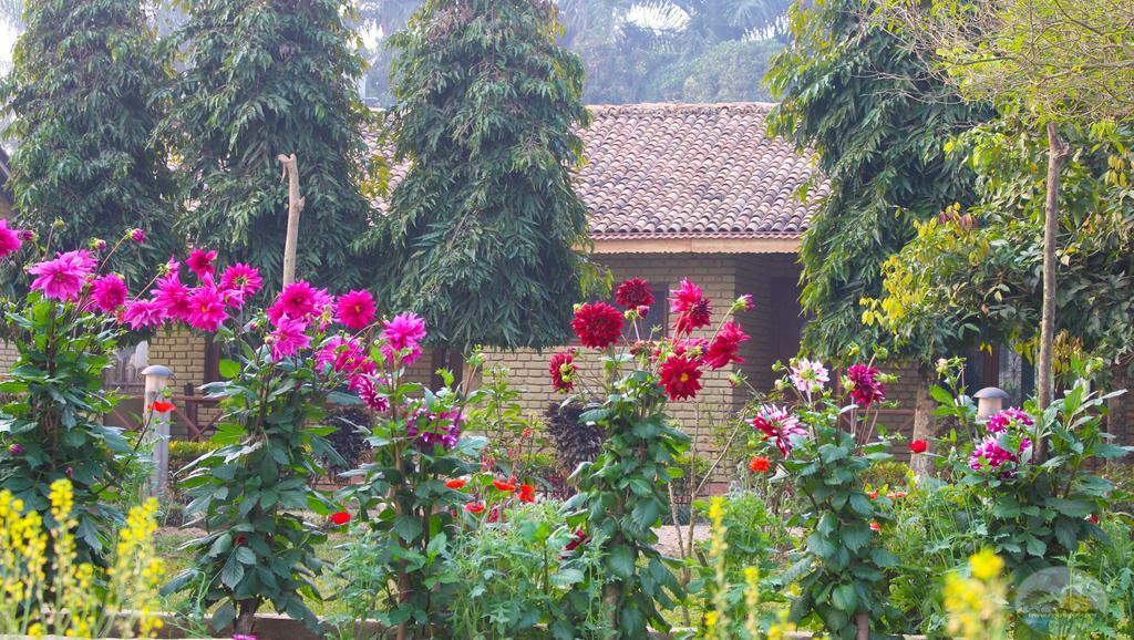 River View Jungle Camp Sauraha Exterior photo
